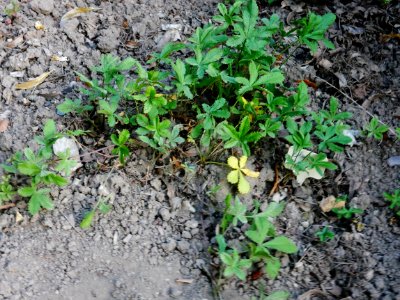 Kriechendes Fingerkraut RoscheiderhofH1a