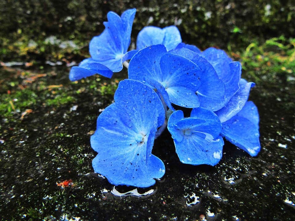 Garden plant rain wet
