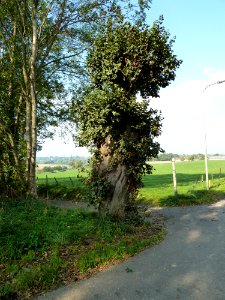 Kruising Schimmelliggerweg-Schey-Schilberg (2)