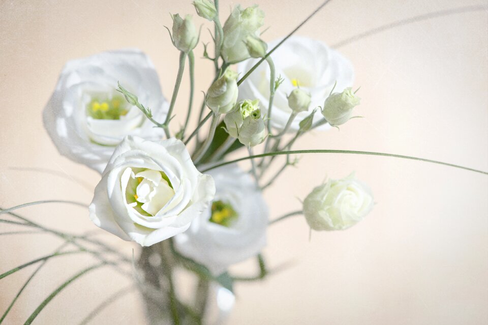 Bloom white white flower