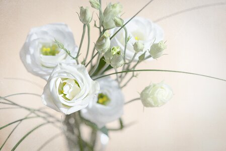 Bloom white white flower photo