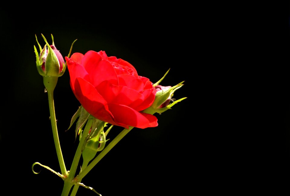 Bloom rosebud red rose
