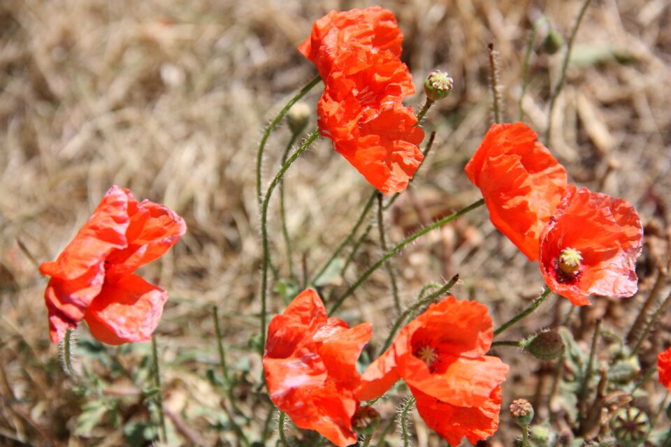 Red poppy red blossom