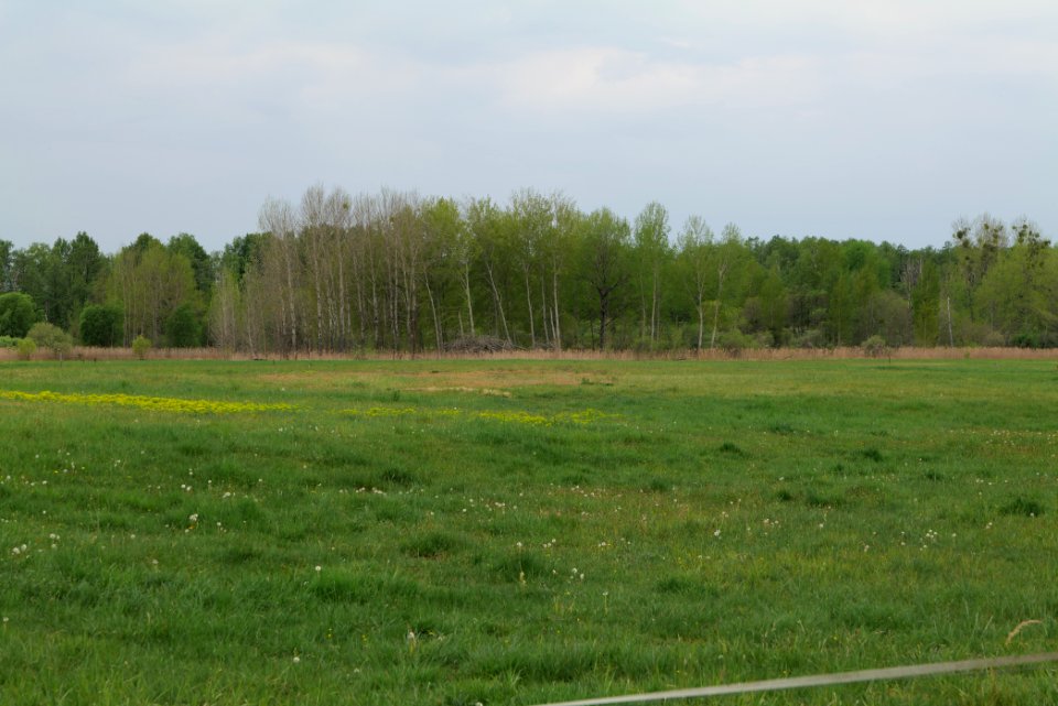 Kremmener Luch 2020-05-10 36