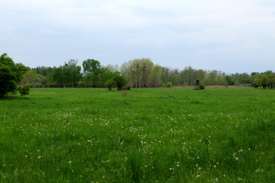Kremmener Luch 2020-05-10 30