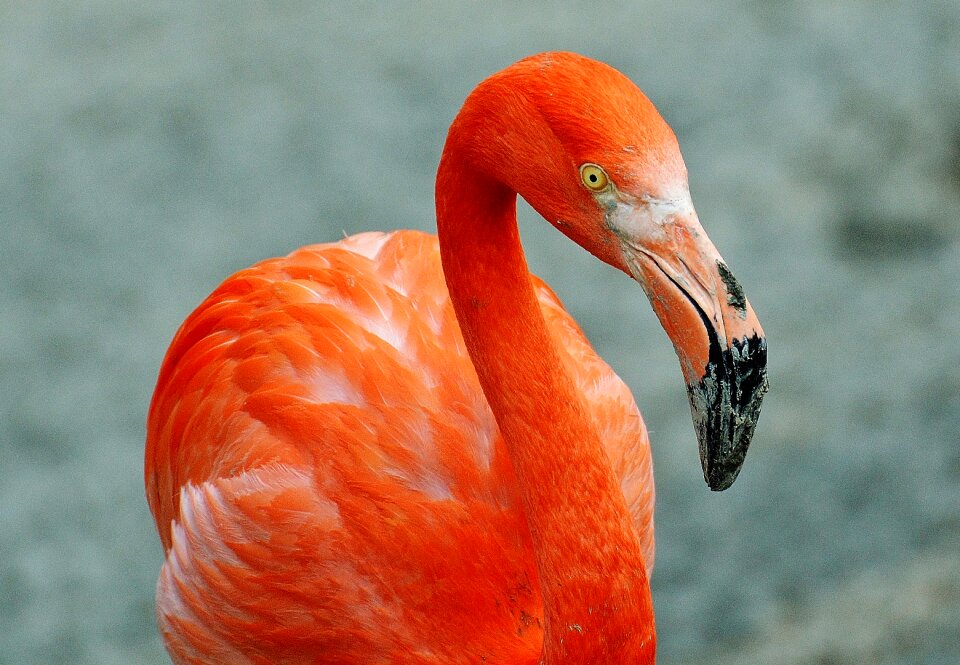 Bird colorful tierpark hellabrunn