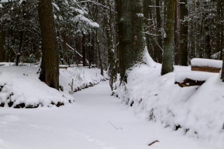 Kreuzgraben Spandauer Forst with ice and snow 2021-02-09 01