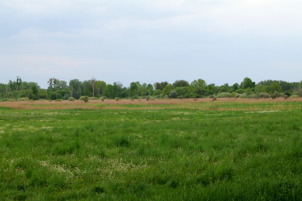Kremmener Luch 2020-05-10 11