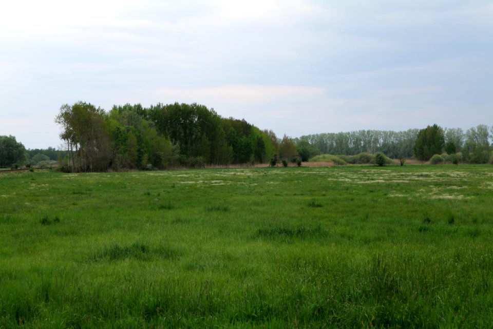 Kremmener Luch 2020-05-10 02