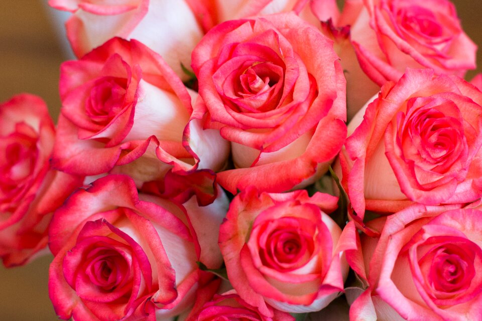 Bouquet pink red rose
