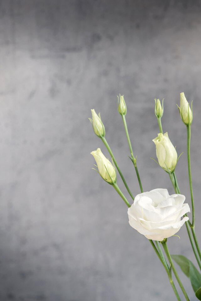 Bloom white white flower