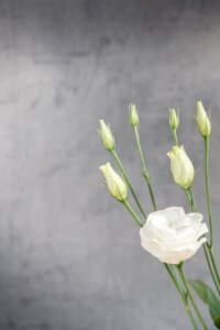 Bloom white white flower photo