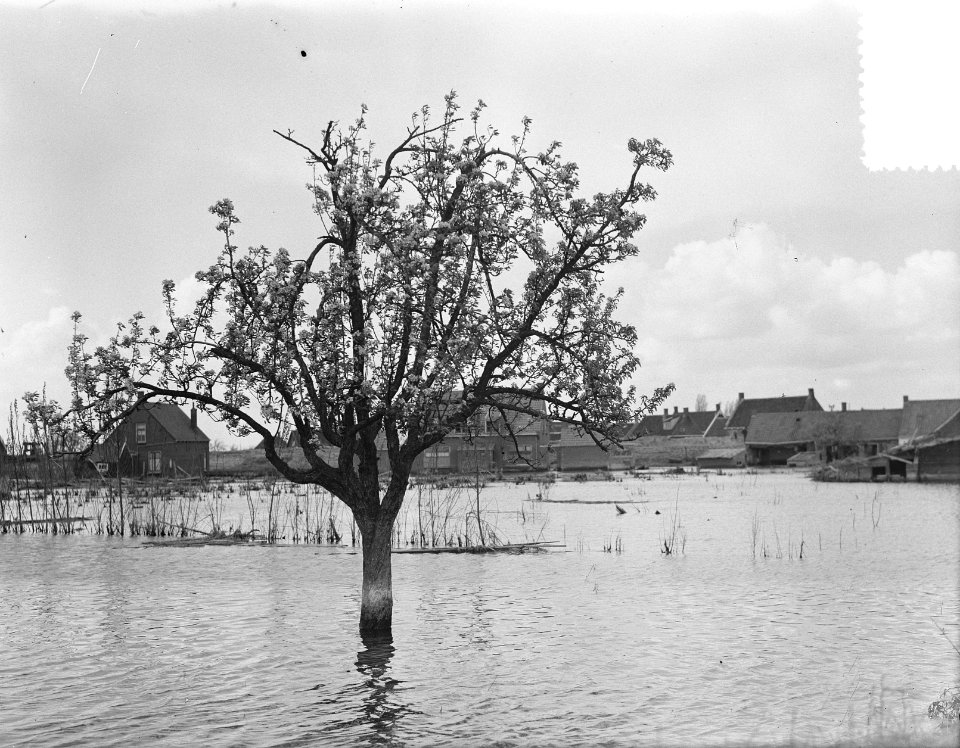 Kruiningen bloeiende vruchtbomen in h. water, Bestanddeelnr 905-6945