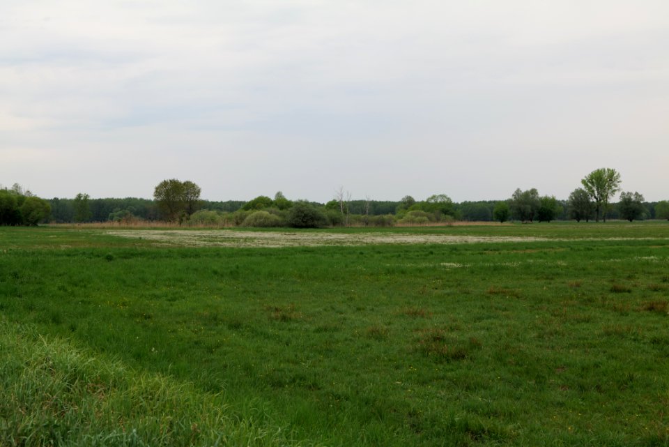 Kremmener Luch 2020-05-10 39
