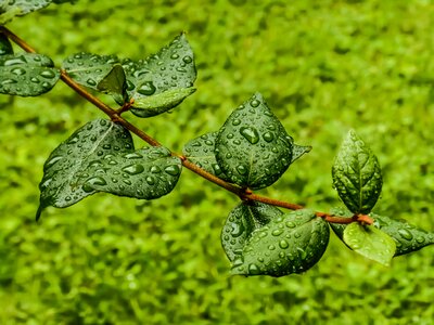 Drops dew branch