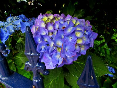 Garden plant blue flower petals photo