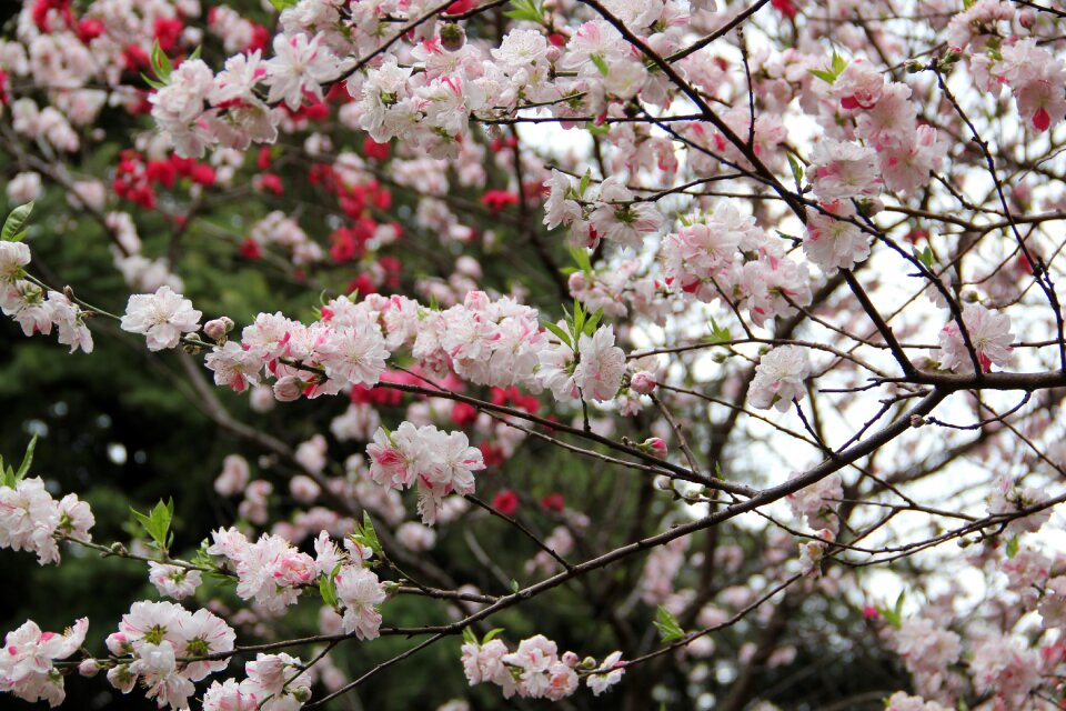 Cherry blossom flower