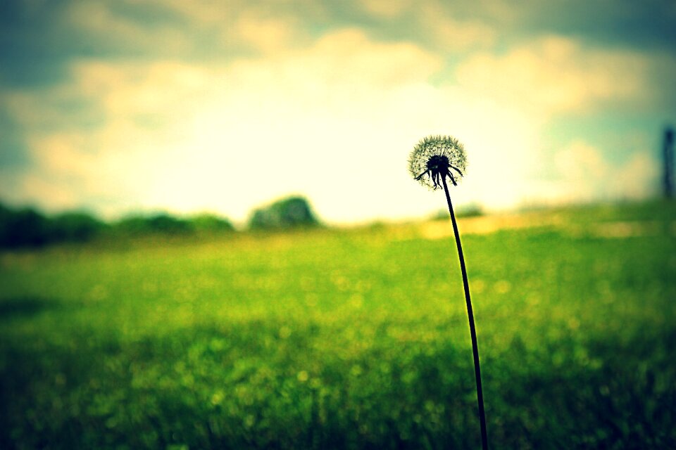 Spring nature summer