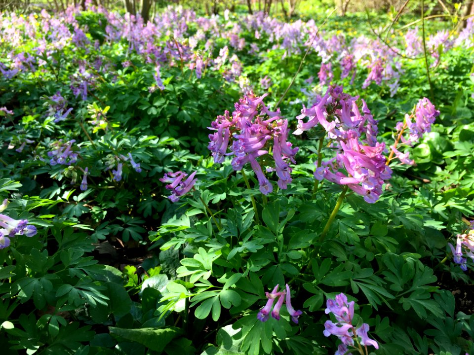 Kruidlaag gedomineerd door Corydalis solida