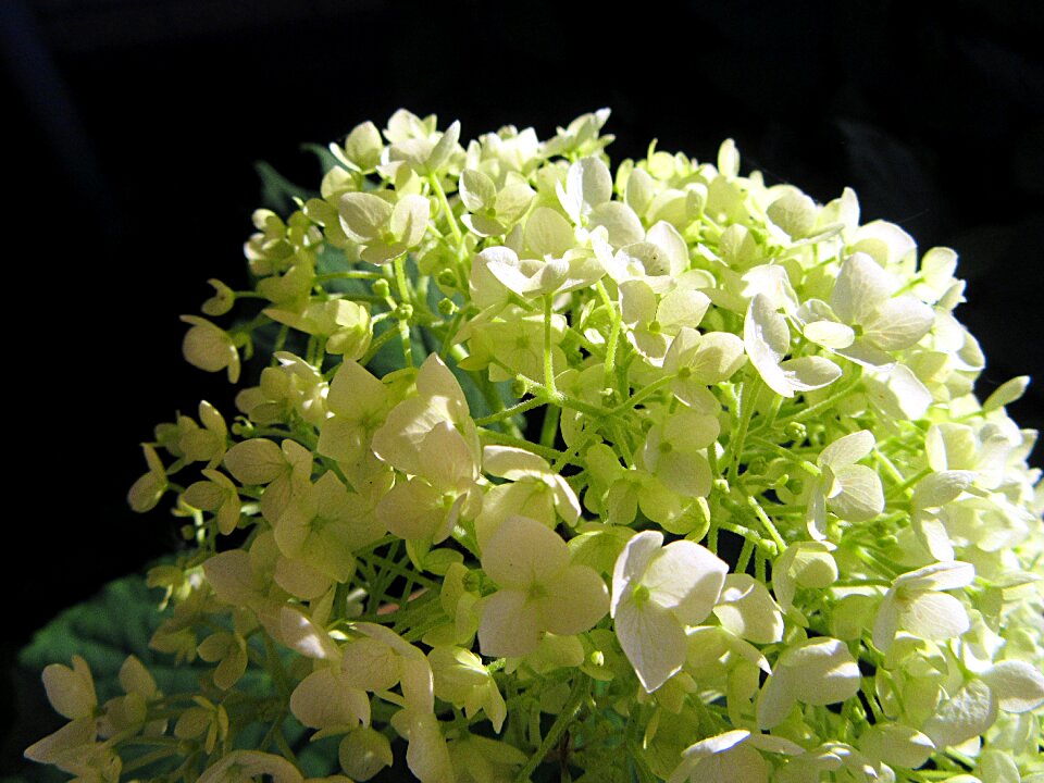 Leaves flowers nature
