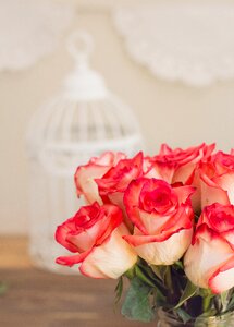 Pink birdcage shabby chic photo