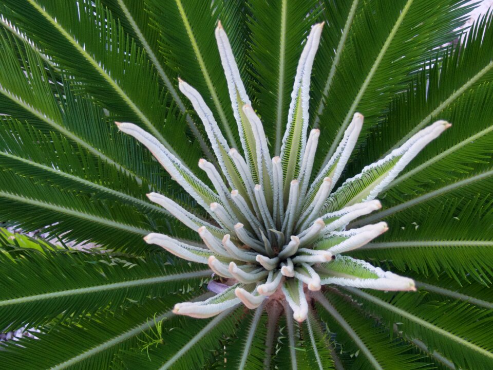 Nature garden floral