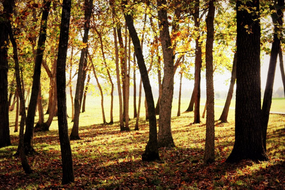Nature landscape orange