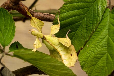 Leaf grasshopper insect close up