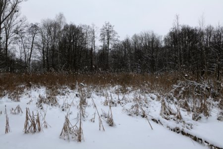 Kreuzgraben Spandauer Forst with ice and snow 2021-02-09 04
