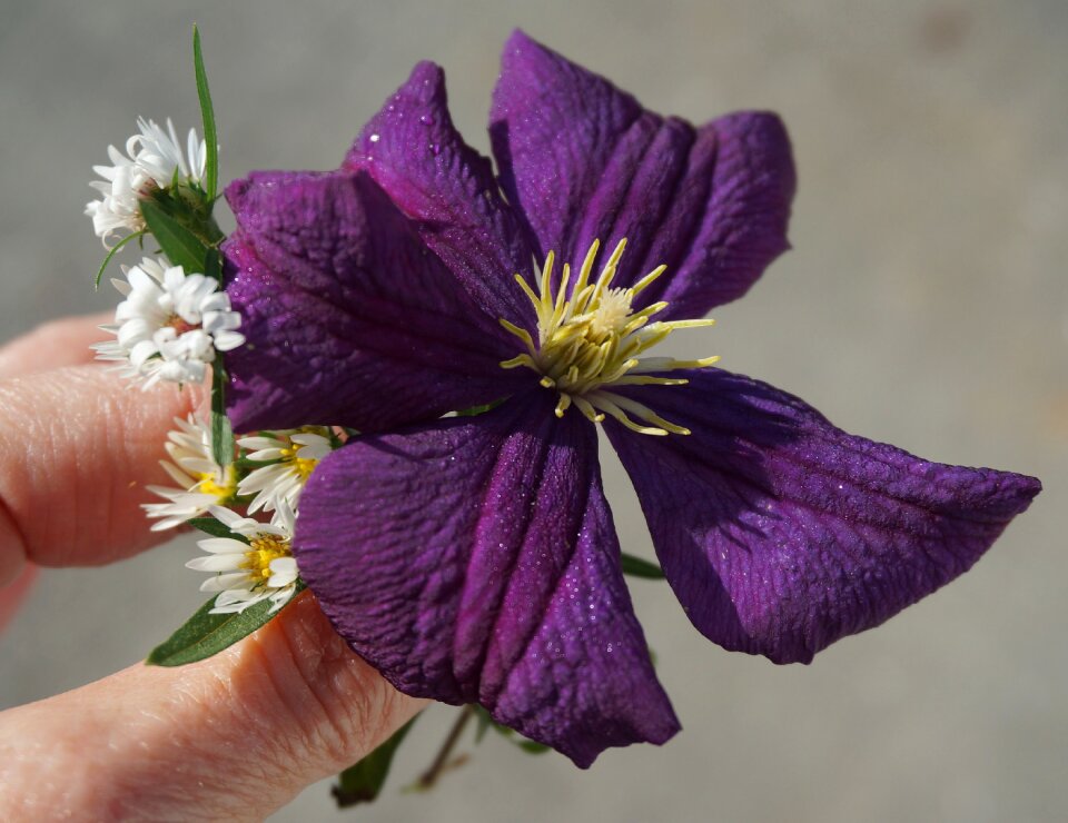 Blossom bloom plant