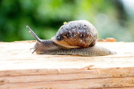 Crawl nature animal