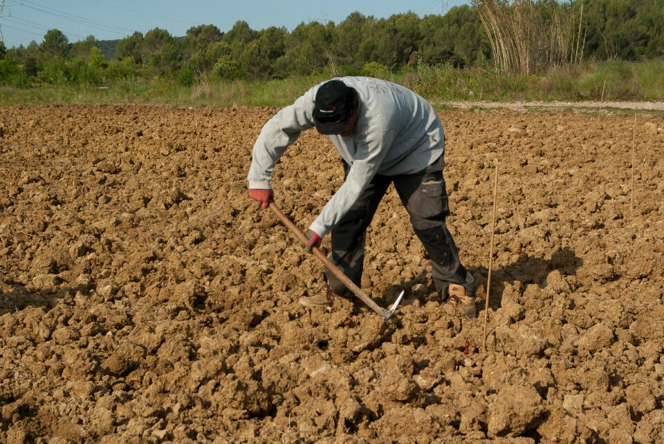 Manual work winegrower vine