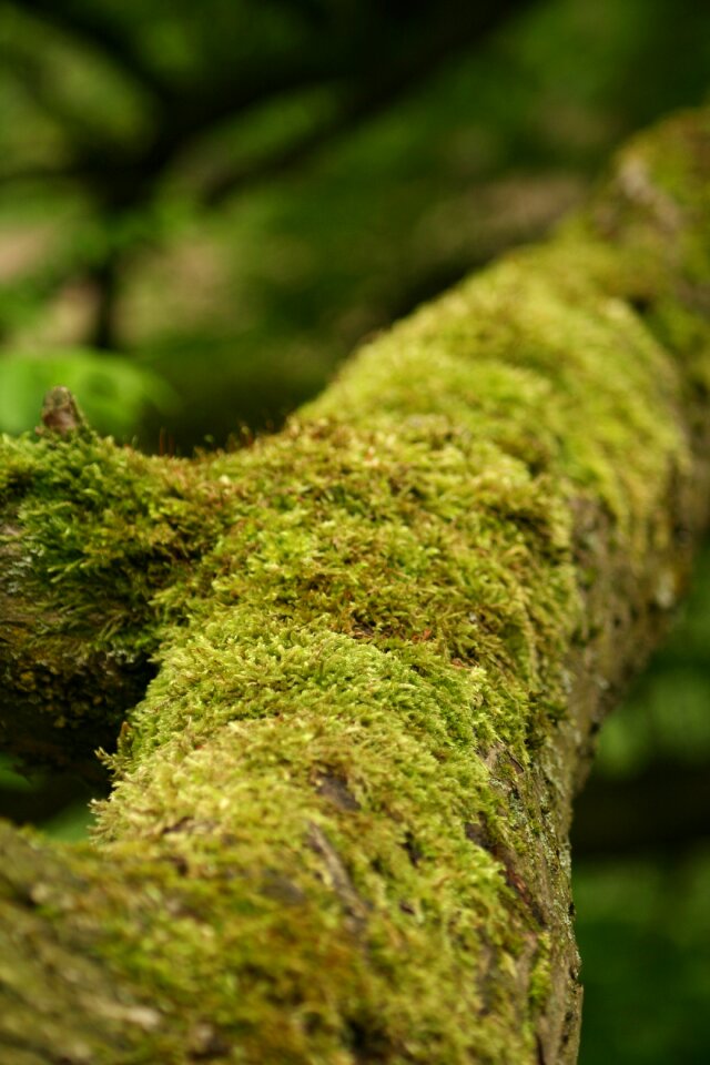 Green forest log