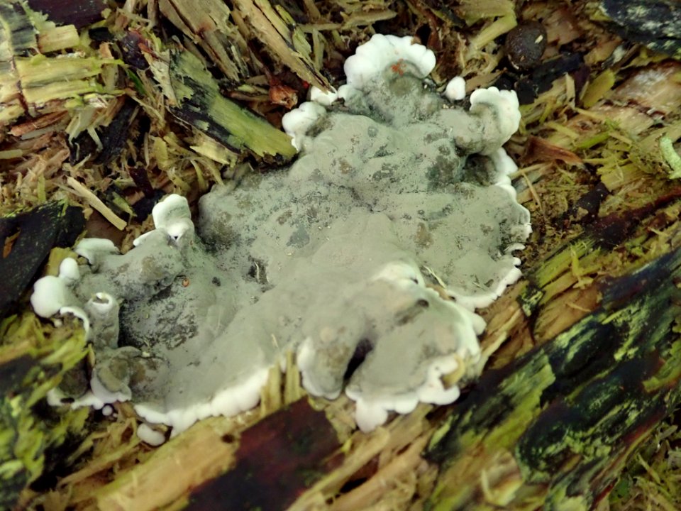Kretzschmaria deusta 38183416