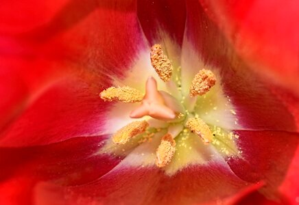 Stamens pistil color photo