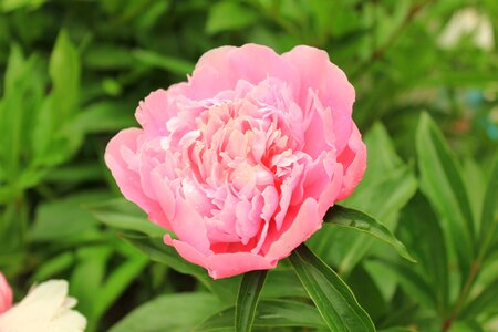 Bouquet pink flower closeup photo