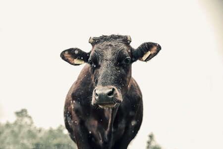 Village kennel cows