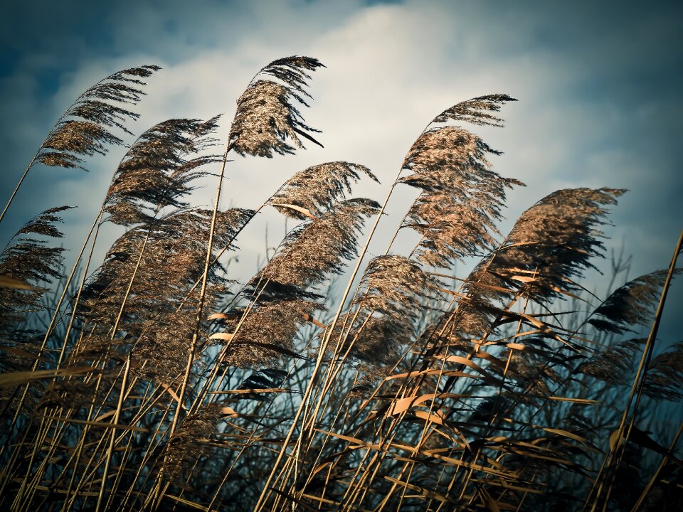 Grasses plant meadow