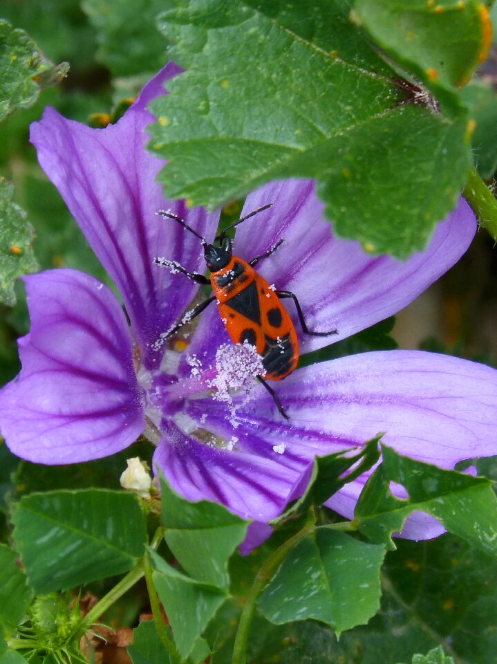 Xinxa of them malves mallow pollen