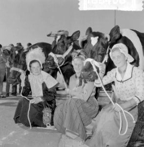 Koningin Juliana bezocht de tentoonstelling Rundveestamboek in Den Bosch, het ve, Bestanddeelnr 916-8408