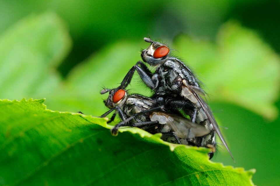 Insect flies macro