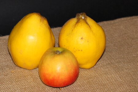 Apple red apple fruit