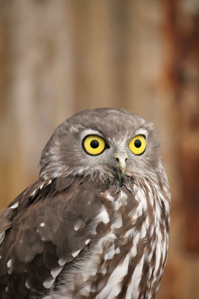 Wildlife beak staring