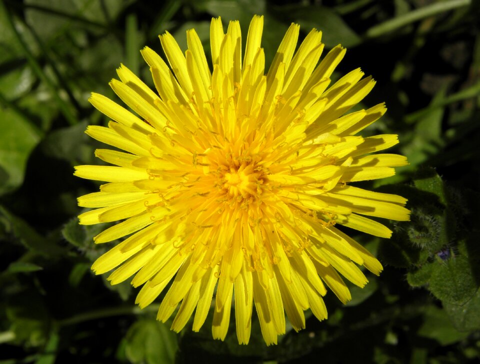 Yellow flower dandelion close up