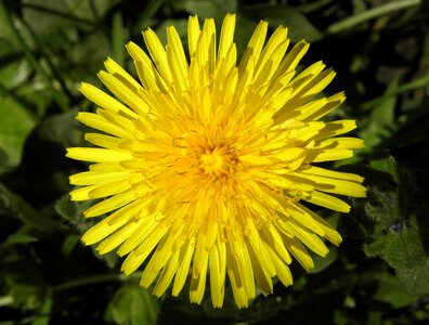 Yellow flower dandelion close up photo