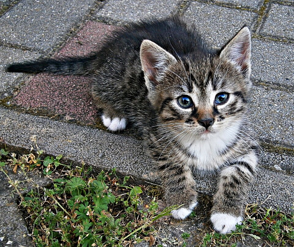 Cic-mic kitten small