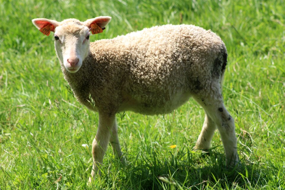 Animals lamb nature