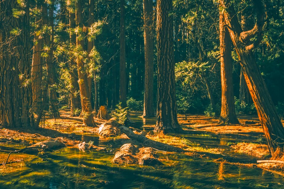Landscape scenic pond