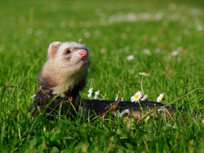 Grass spring cute