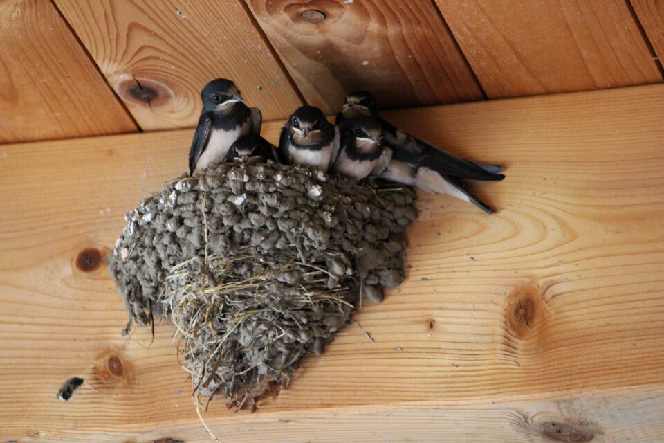 Mutterglück swallows beginning of summer